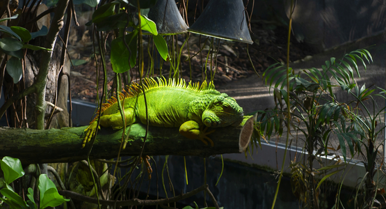 parc zoologique de Paris © Sébastien Champeaux