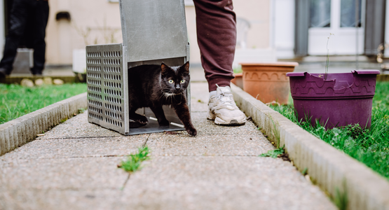 Relachage des chats © Alexis Lepanot