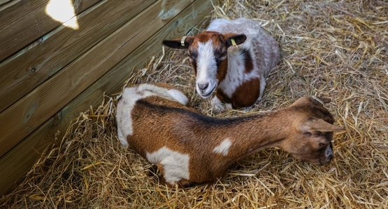 Le bien-être animal est une priorité au Blanc-Mesnil.