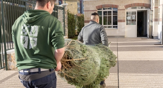 Des sapins ont été livrés à l’école élémentaire Chevalier-de-Saint-Georges.