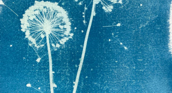 cyanotype