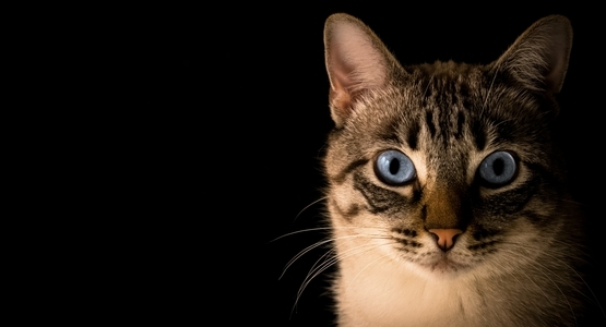 Pacto Visual, unsplash