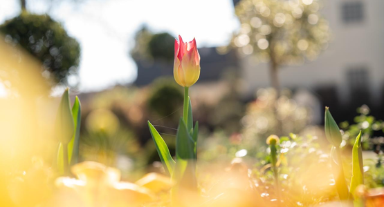 Une tulipe du square Albert-Trépied © Vincent Coutin