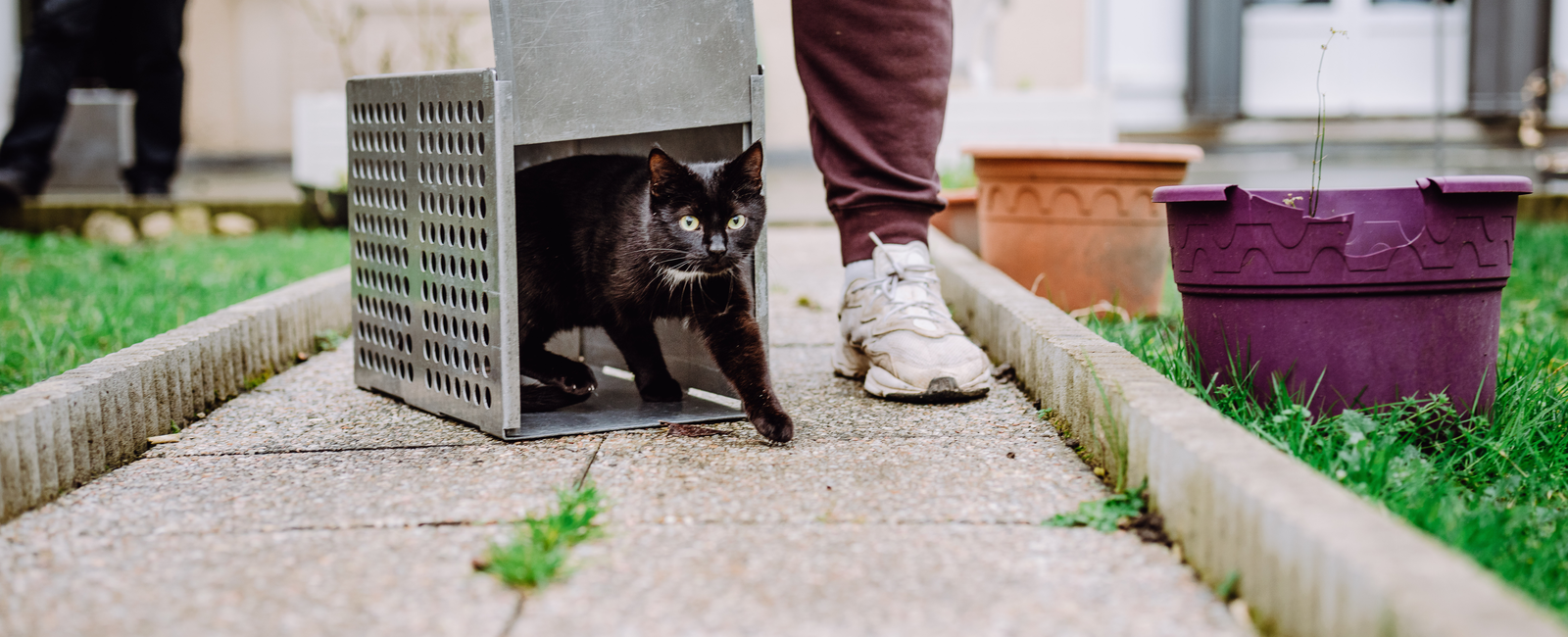 Relachage des chats © Alexis Lepanot